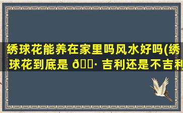 绣球花能养在家里吗风水好吗(绣球花到底是 🌷 吉利还是不吉利)